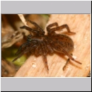 Priocnemis sp - Wegwespe 12g 8mm mit Wolfsspinne - Trochosa sp.jpg